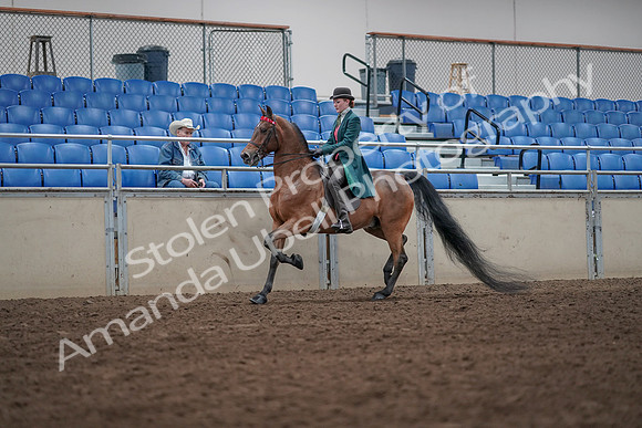 2019 Morgan Horse Show - Sept 01, 2019 - 13204