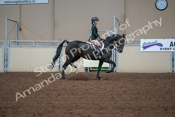 2019 Morgan Horse Show - Aug 30, 2019 - 20779