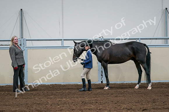 2020 - AB Morgan Horse - Fri, Sept 04 - 00765