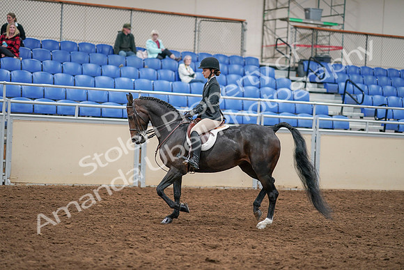 2020 - AB Morgan Horse - Sat, Sept 05 - 14288