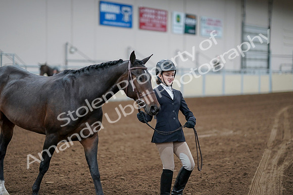 2020 - AB Morgan Horse - Fri, Sept 04 - 00820