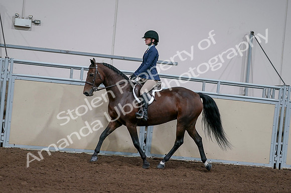 2020 - AB Morgan Horse - Fri, Sept 04 - 05919