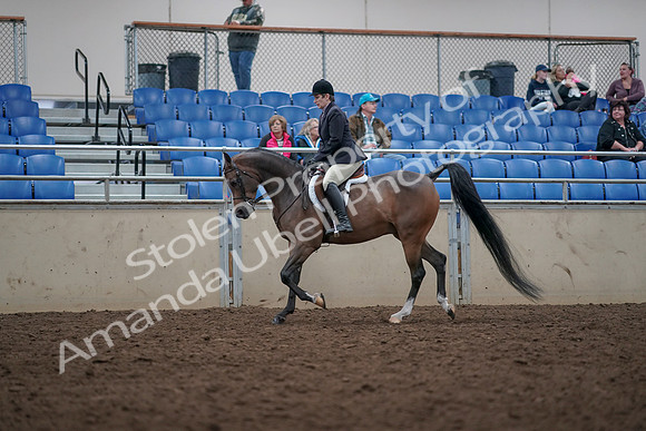 2019 Morgan Horse Show - Aug 31, 2019 - 15931