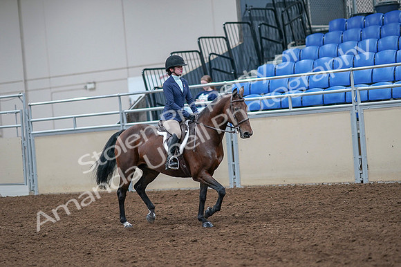 2020 - AB Morgan Horse - Fri, Sept 04 - 06074