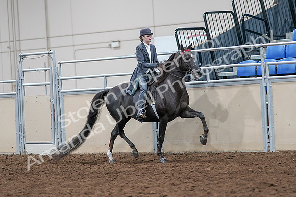 2020 - AB Morgan Horse - Sat, Sept 05 - 13904