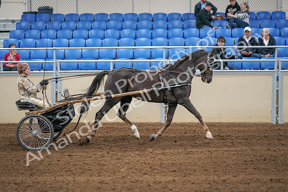2020 - AB Morgan Horse - Sat, Sept 05 - 05956