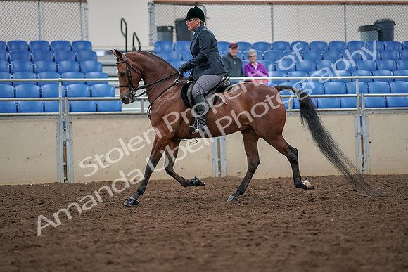 2019 Morgan Horse Show - Aug 30, 2019 - 19894
