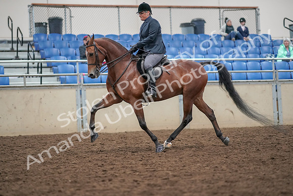 2019 Morgan Horse Show - Aug 30, 2019 - 20368