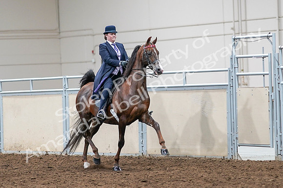 2020 - AB Morgan Horse - Fri, Sept 04 - 08063