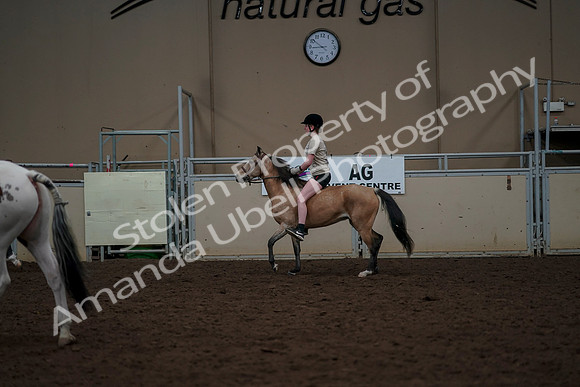 2019 Morgan Horse Show - Aug 30, 2019 - 31168