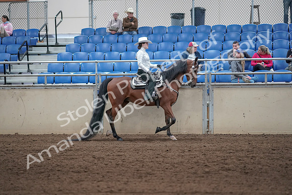 2019 Morgan Horse Show - Sept 01, 2019 - 07128