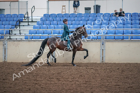 2019 Morgan Horse Show - Aug 30, 2019 - 18169