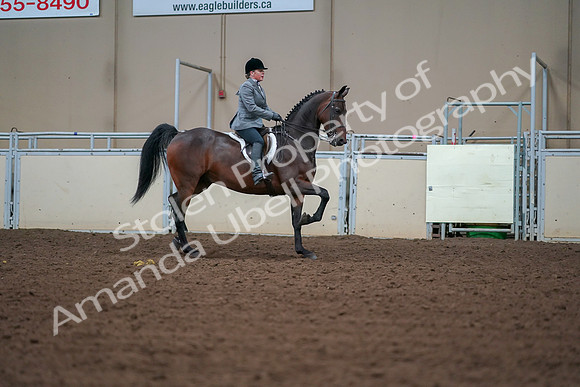 2019 Morgan Horse Show - Aug 30, 2019 - 20836