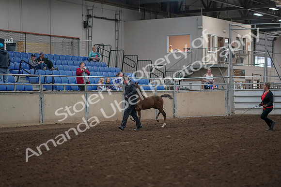 2019 Morgan Horse Show - Aug 31, 2019 - 00363