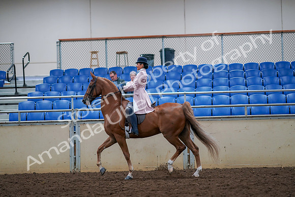 2019 Morgan Horse Show - Aug 30, 2019 - 21397