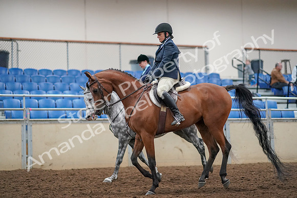 2019 Morgan Horse Show - Aug 30, 2019 - 22458