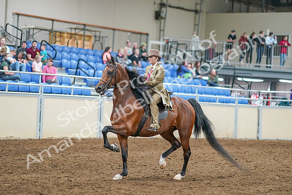 2020 - AB Morgan Horse - Sat, Sept 05 - 07951