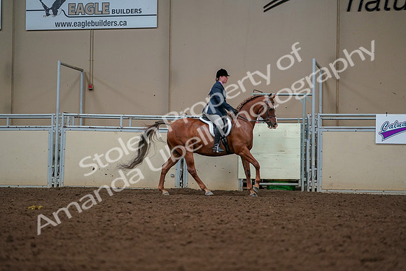 2019 Morgan Horse Show - Aug 30, 2019 - 22471