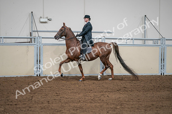 2020 - AB Morgan Horse - Fri, Sept 04 - 07976