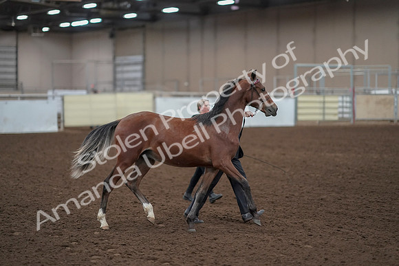 2019 Morgan Horse Show - Aug 31, 2019 - 00228