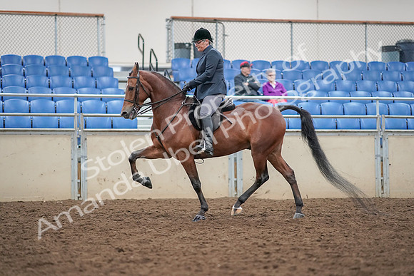 2019 Morgan Horse Show - Aug 30, 2019 - 20205