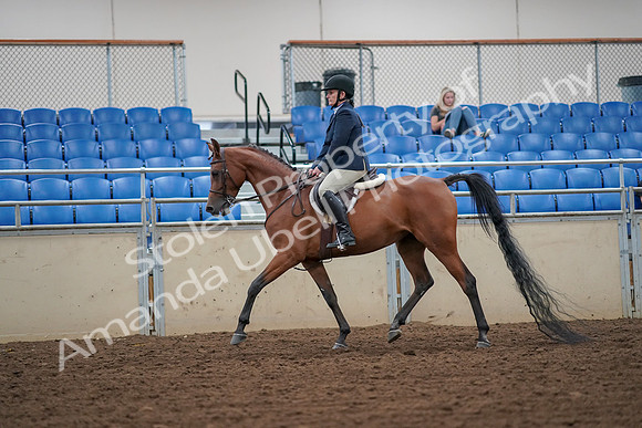 2019 Morgan Horse Show - Aug 30, 2019 - 16100