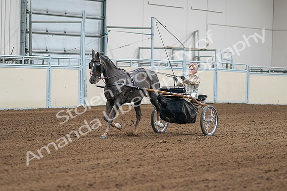 2020 - AB Morgan Horse - Sat, Sept 05 - 05969