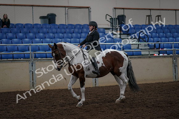 2019 Morgan Horse Show - Aug 30, 2019 - 31119