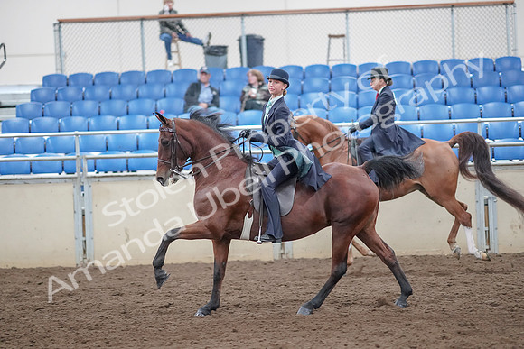 2019 Morgan Horse Show - Aug 31, 2019 - 08823