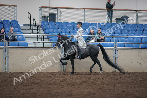 2019 Morgan Horse Show - Aug 31, 2019 - 09335