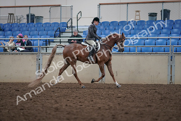 2019 Morgan Horse Show - Aug 31, 2019 - 16162