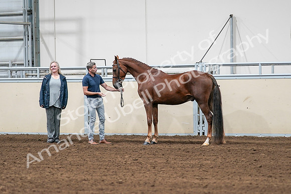 2020 - AB Morgan Horse - Sat, Sept 05 - 00190