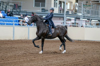 2020 - AB Morgan Horse - Fri, Sept 04 - 06975