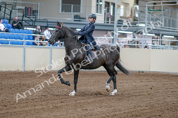 2020 - AB Morgan Horse - Fri, Sept 04 - 06975