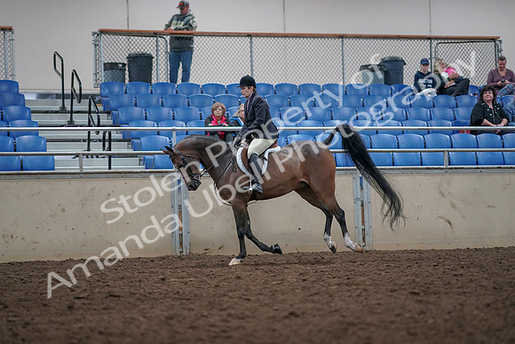 2019 Morgan Horse Show - Aug 31, 2019 - 16036
