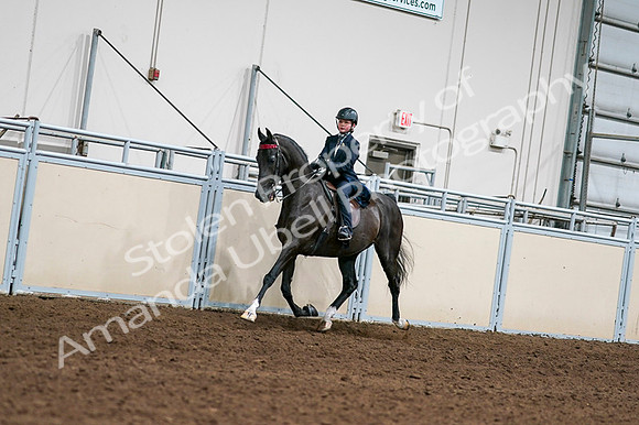 2020 - AB Morgan Horse - Fri, Sept 04 - 03200