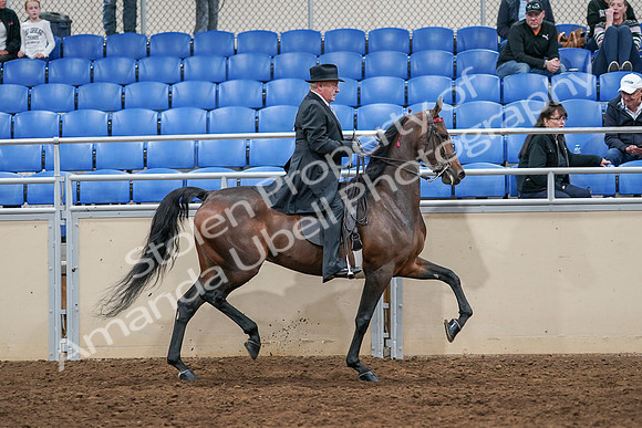 2020 - AB Morgan Horse - Sat, Sept 05 - 08171