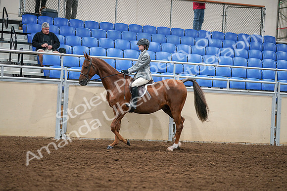 2020 - AB Morgan Horse - Fri, Sept 04 - 02961