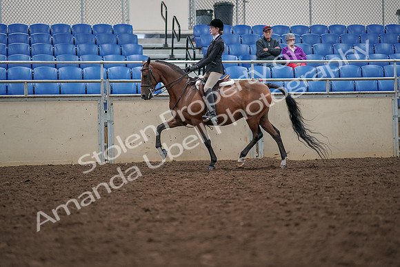2019 Morgan Horse Show - Aug 30, 2019 - 20360