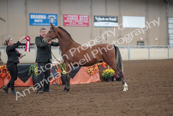 2019 Morgan Horse Show - Aug 30, 2019 - 25654