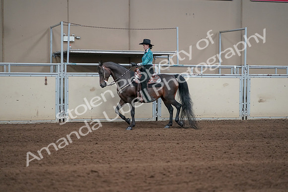 2019 Morgan Horse Show - Sept 01, 2019 - 06914