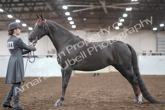 2019 Morgan Horse Show - Aug 31, 2019 - 01935