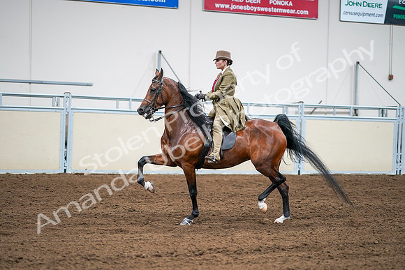 2020 - AB Morgan Horse - Sat, Sept 05 - 08102