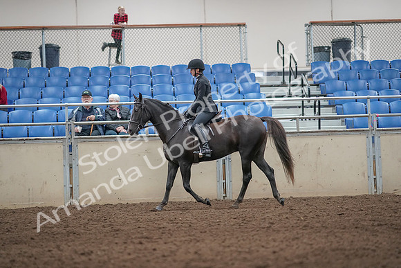 2019 Morgan Horse Show - Aug 31, 2019 - 07191