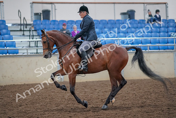 2019 Morgan Horse Show - Aug 30, 2019 - 20570