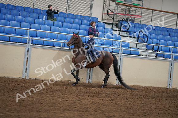 2020 - AB Morgan Horse - Fri, Sept 04 - 03638