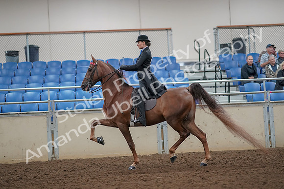 2019 Morgan Horse Show - Aug 30, 2019 - 25061