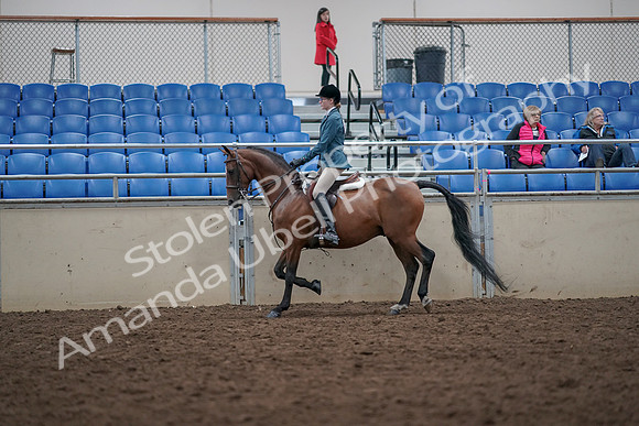 2019 Morgan Horse Show - Aug 31, 2019 - 17128