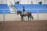 2019 Morgan Horse Show - Sept 01, 2019 - 05492