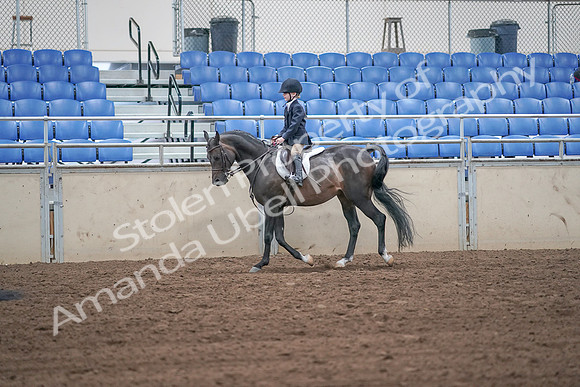 2019 Morgan Horse Show - Sept 01, 2019 - 05492
